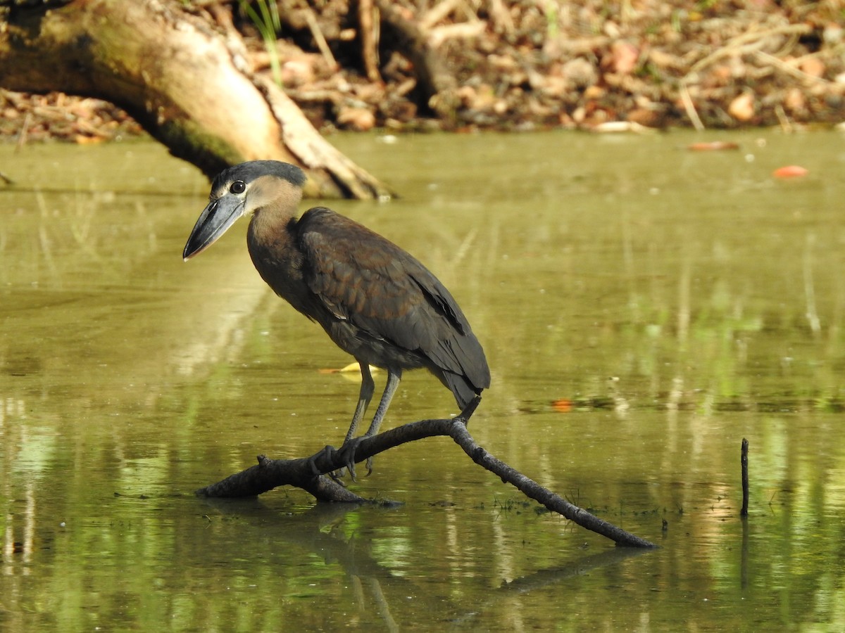 Boat-billed Heron - ML527895491