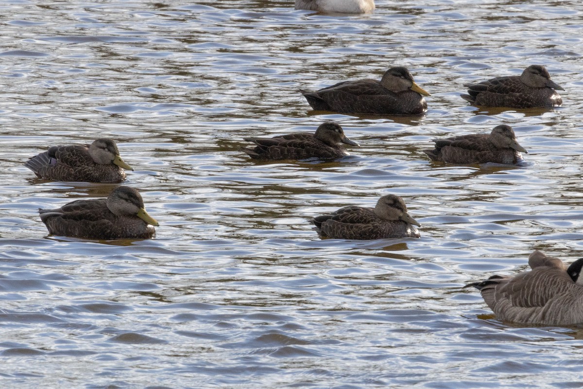American Black Duck - ML527897761