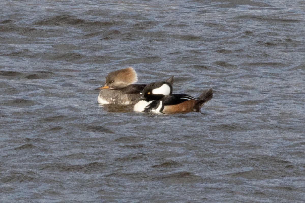 Hooded Merganser - ML527897801