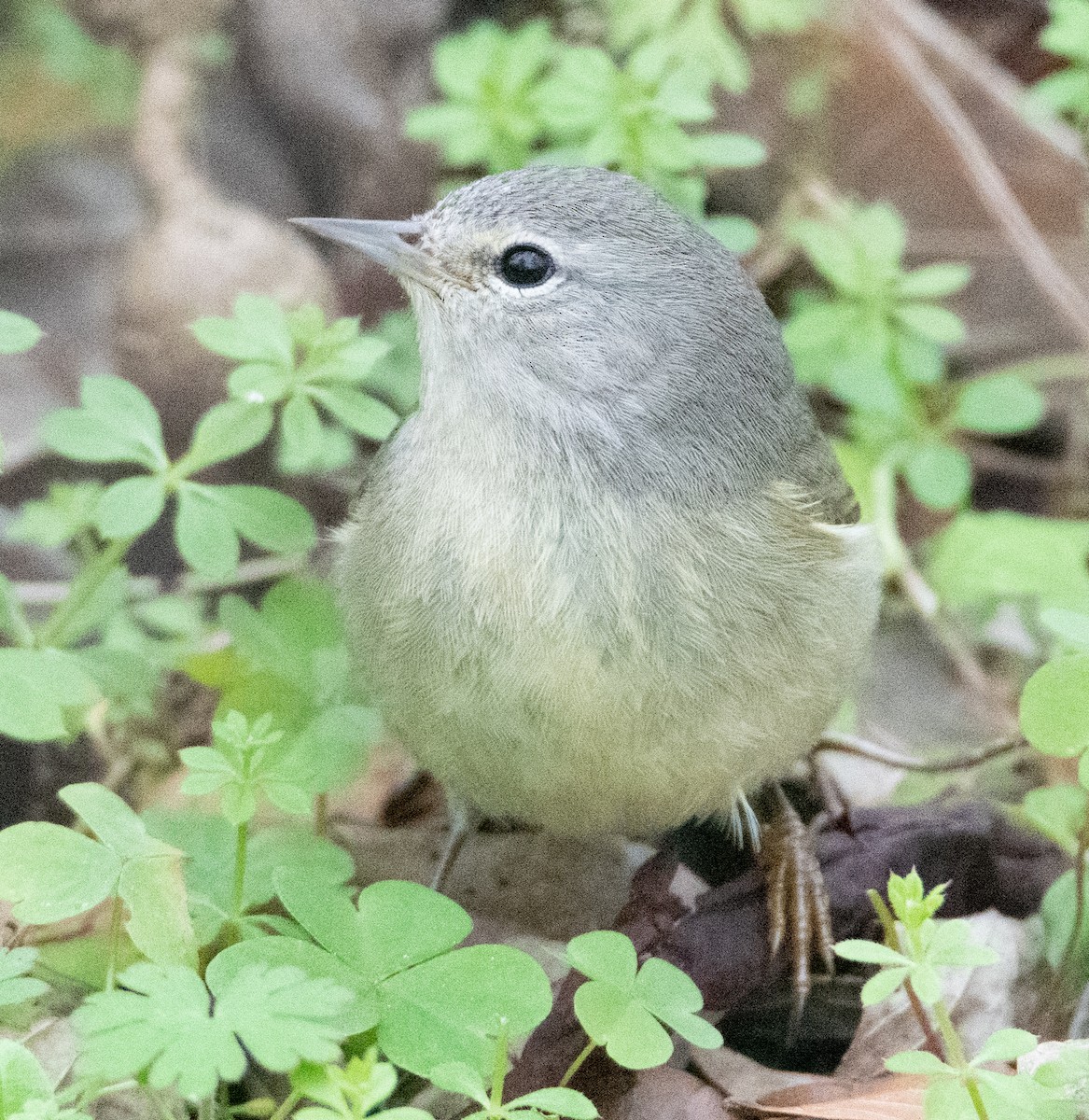Orange-crowned Warbler - ML527898971