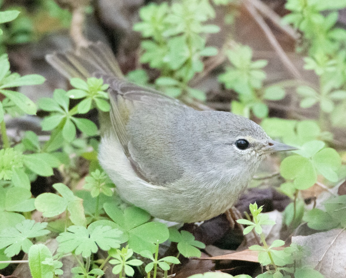 Orange-crowned Warbler - ML527899031
