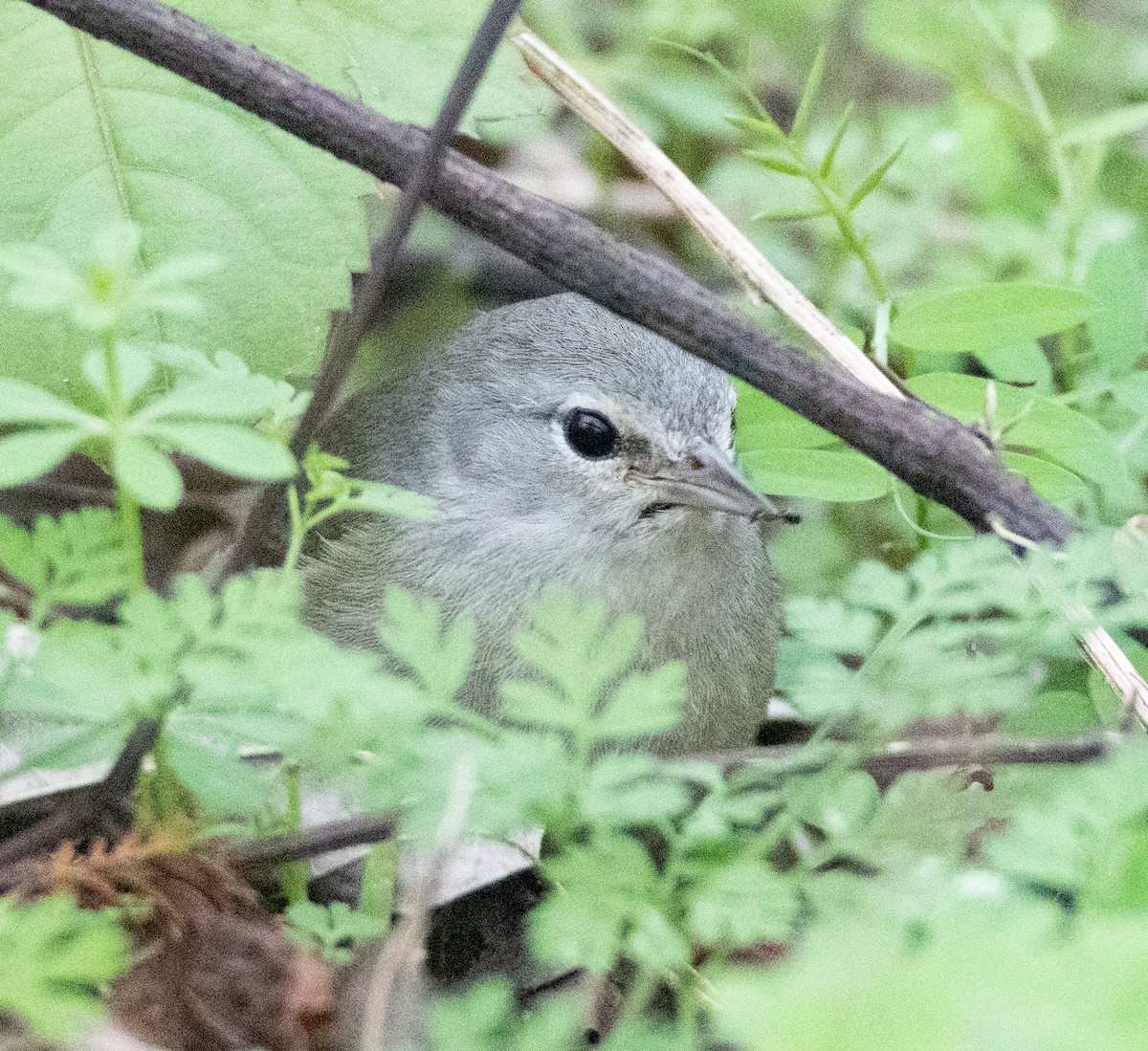 Orange-crowned Warbler - ML527899141