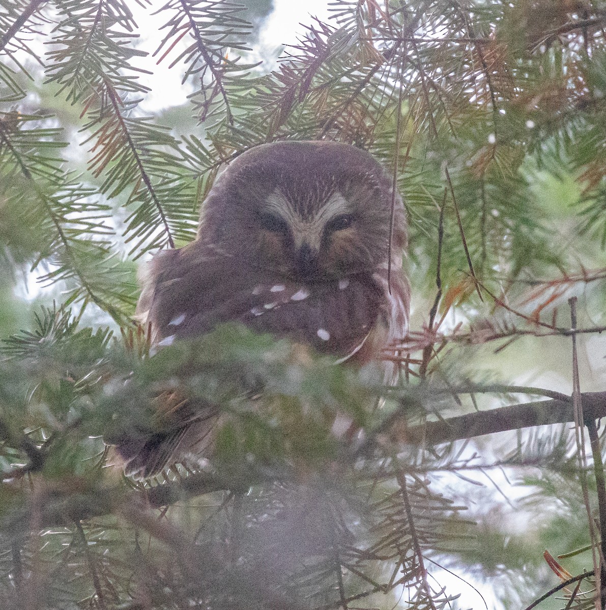 Northern Saw-whet Owl - ML527899621