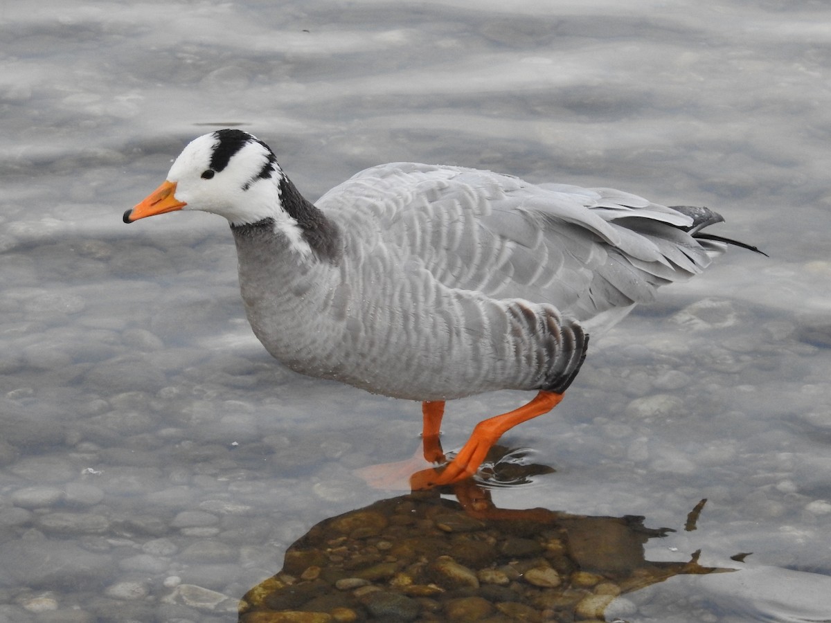 Bar-headed Goose - Daniel Garrigues