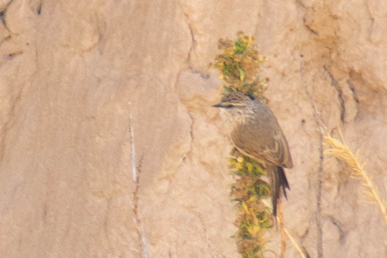 Plain-mantled Tit-Spinetail - ML527900431