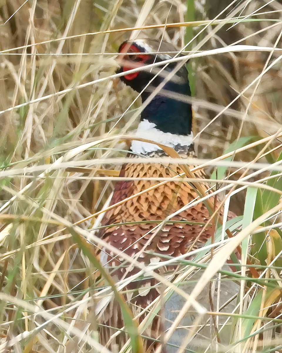 Ring-necked Pheasant - ML527901071