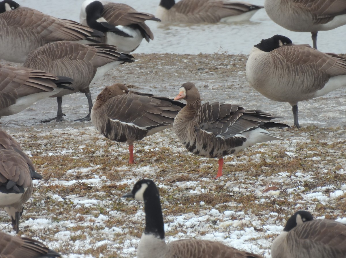 Greater White-fronted Goose - Matthew Cowley