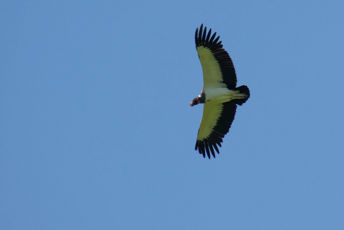 King Vulture - ML527901681