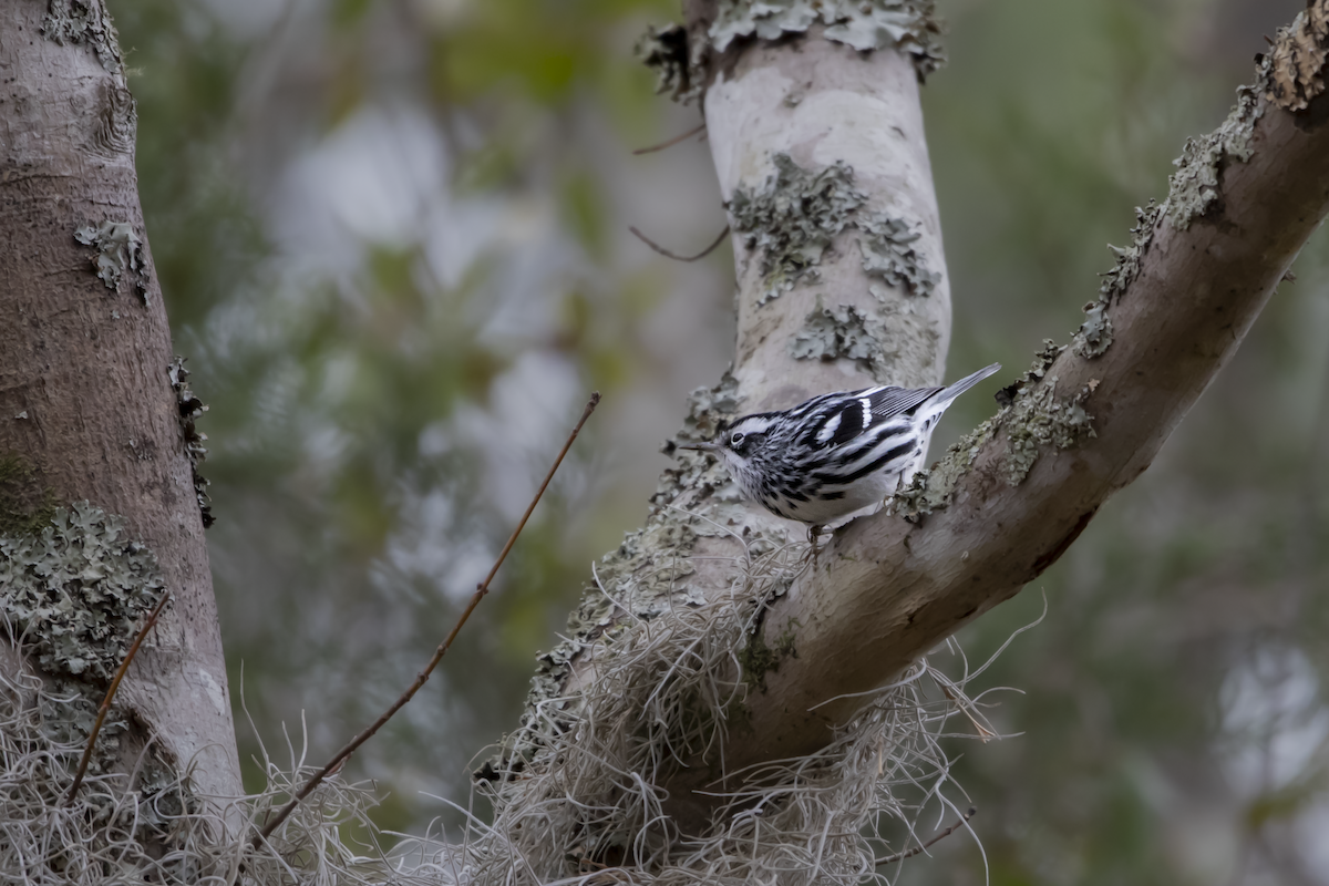 Black-and-white Warbler - ML527903031