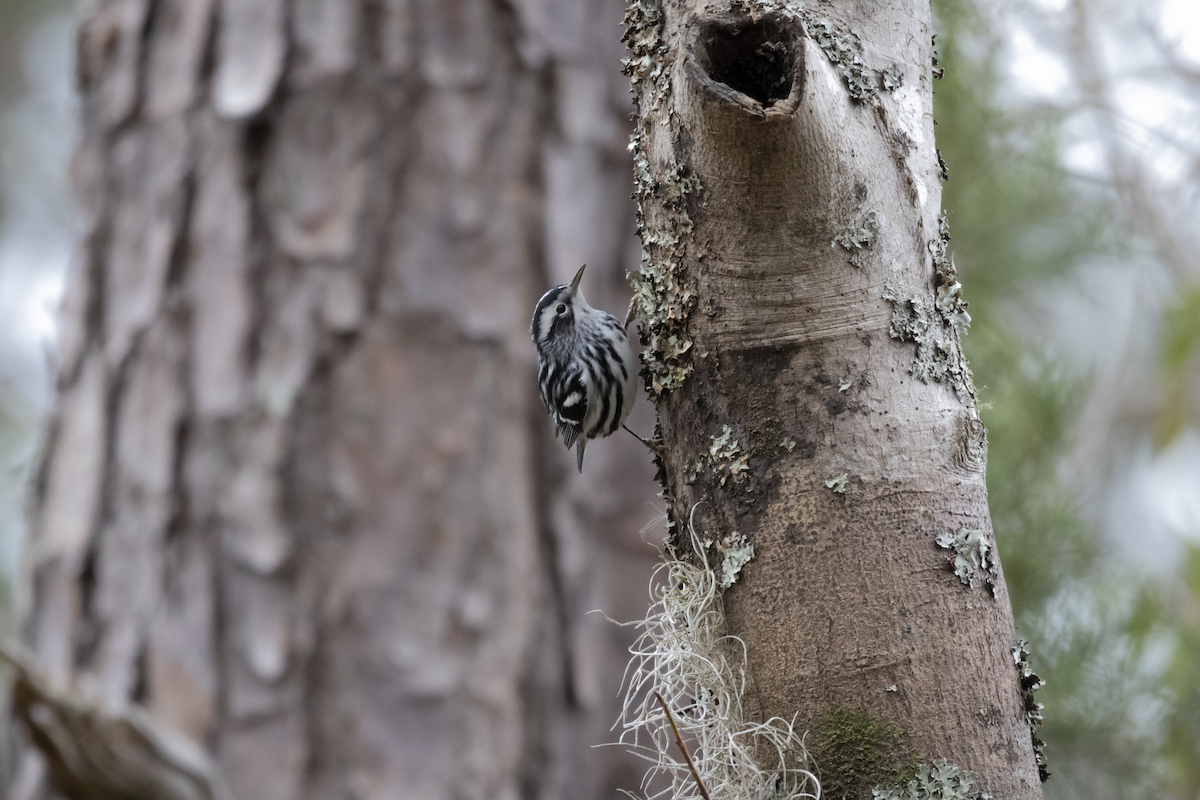 Black-and-white Warbler - ML527903041