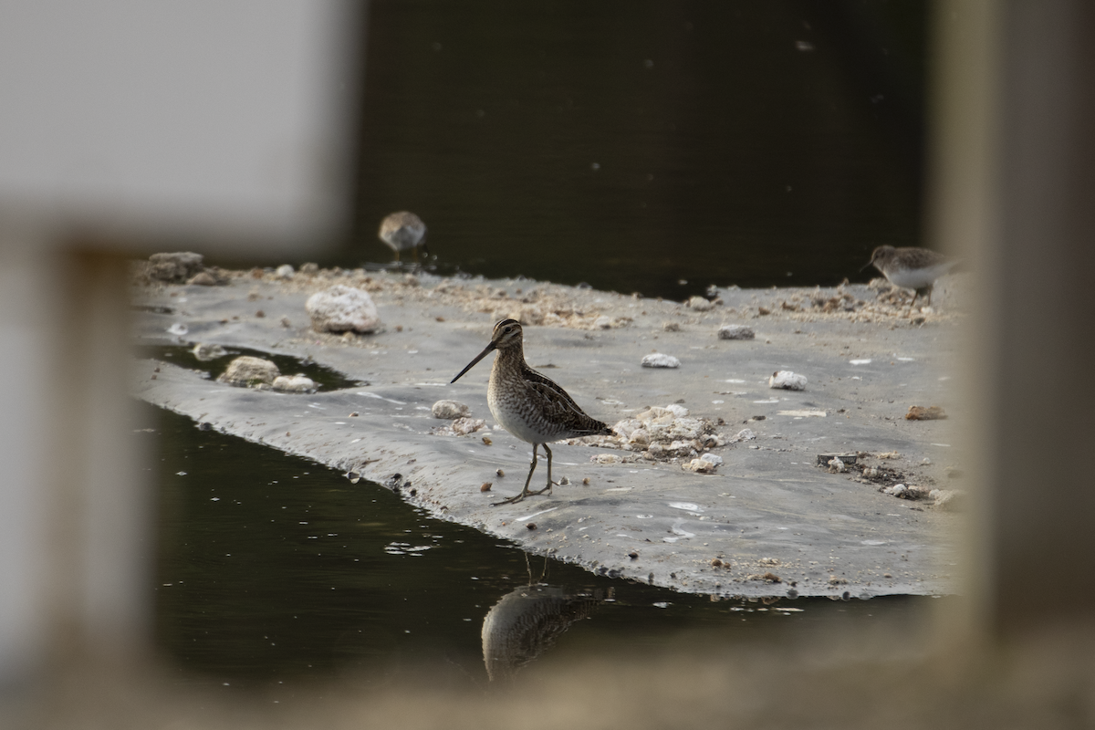 Wilson's Snipe - ML527903111