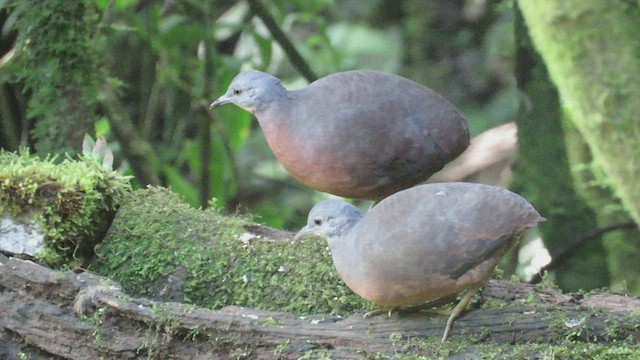 Little Tinamou - ML527903191