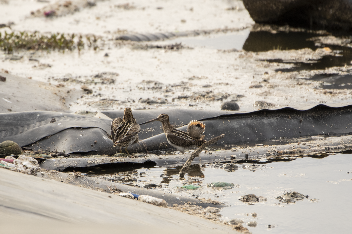 Wilson's Snipe - ML527903251