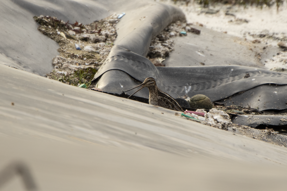 Wilson's Snipe - ML527903431