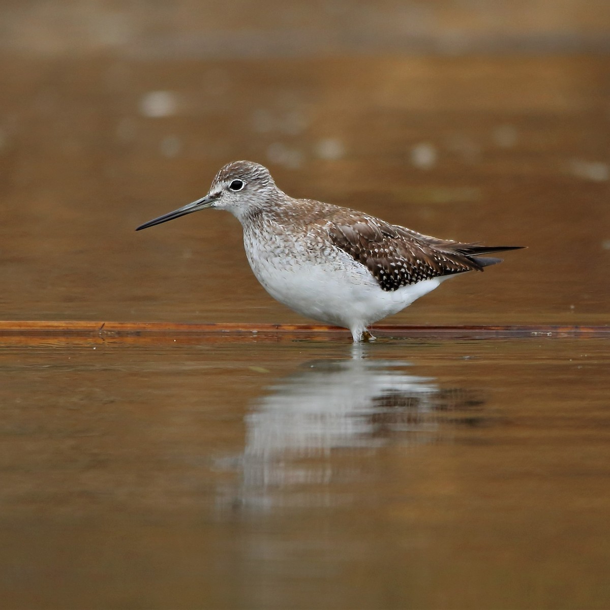 Greater Yellowlegs - Rubén Concha Leiva