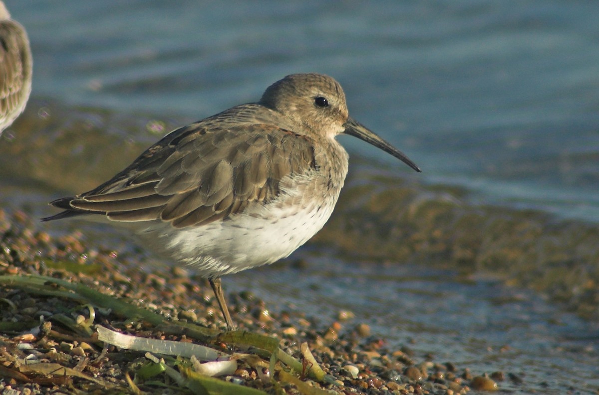 Dunlin - ML527903681