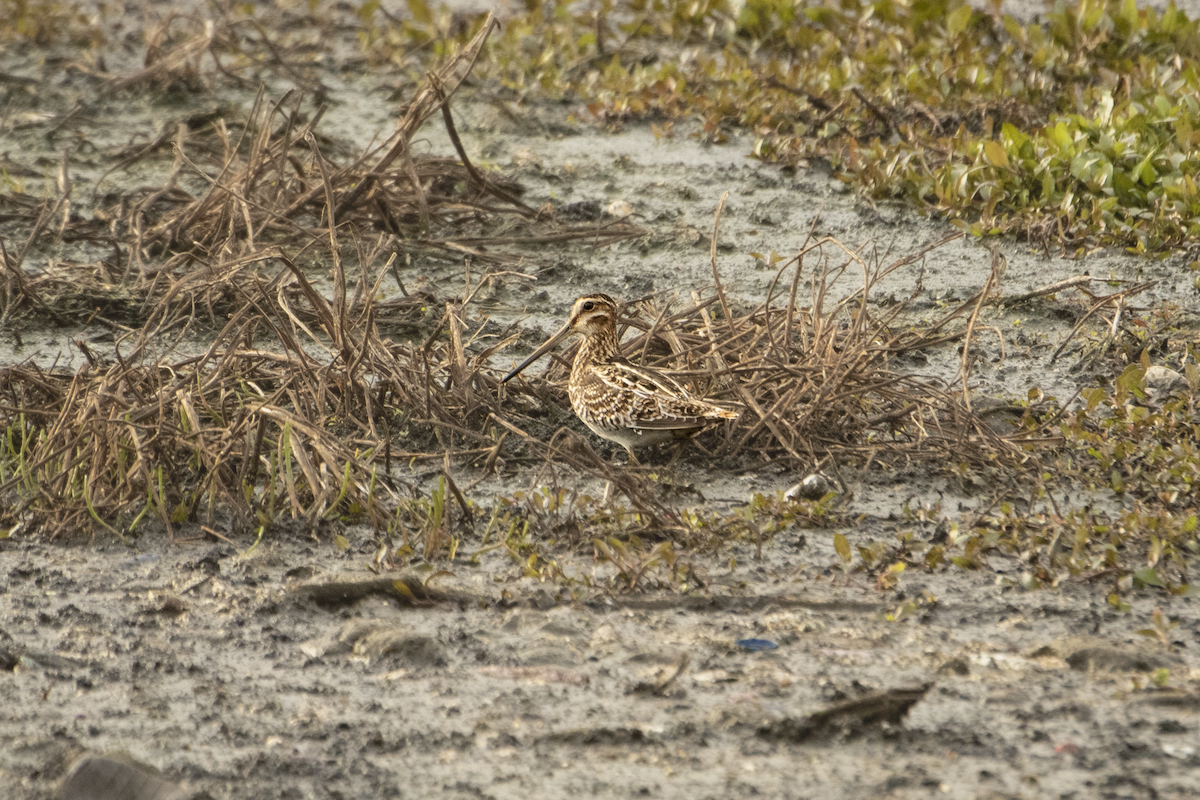 Wilson's Snipe - ML527903711