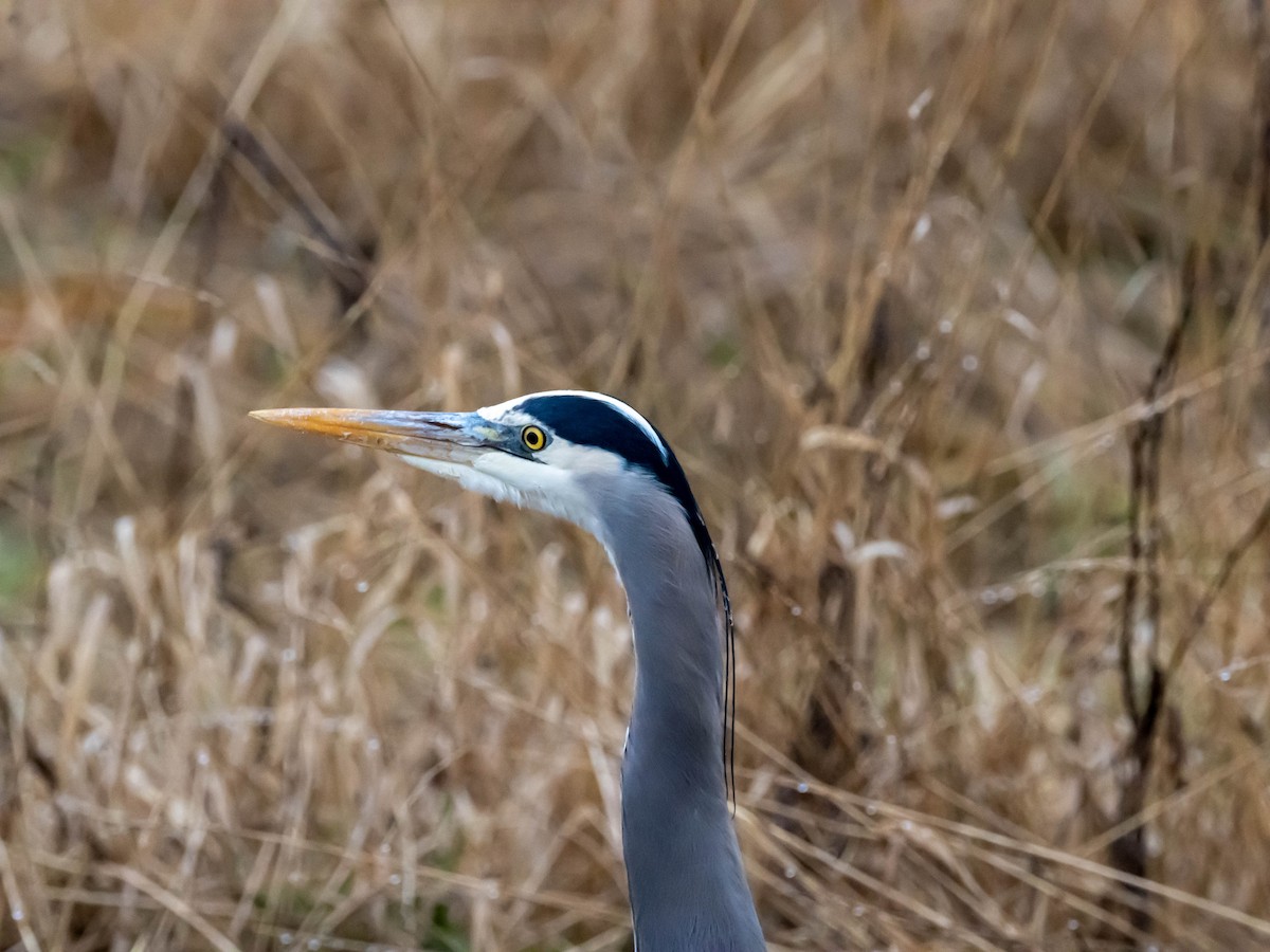 Great Blue Heron - Neil O'Hara