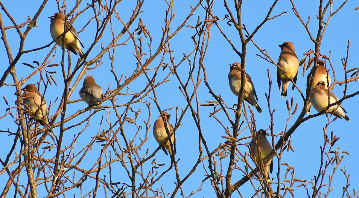 Cedar Waxwing - ML527904561