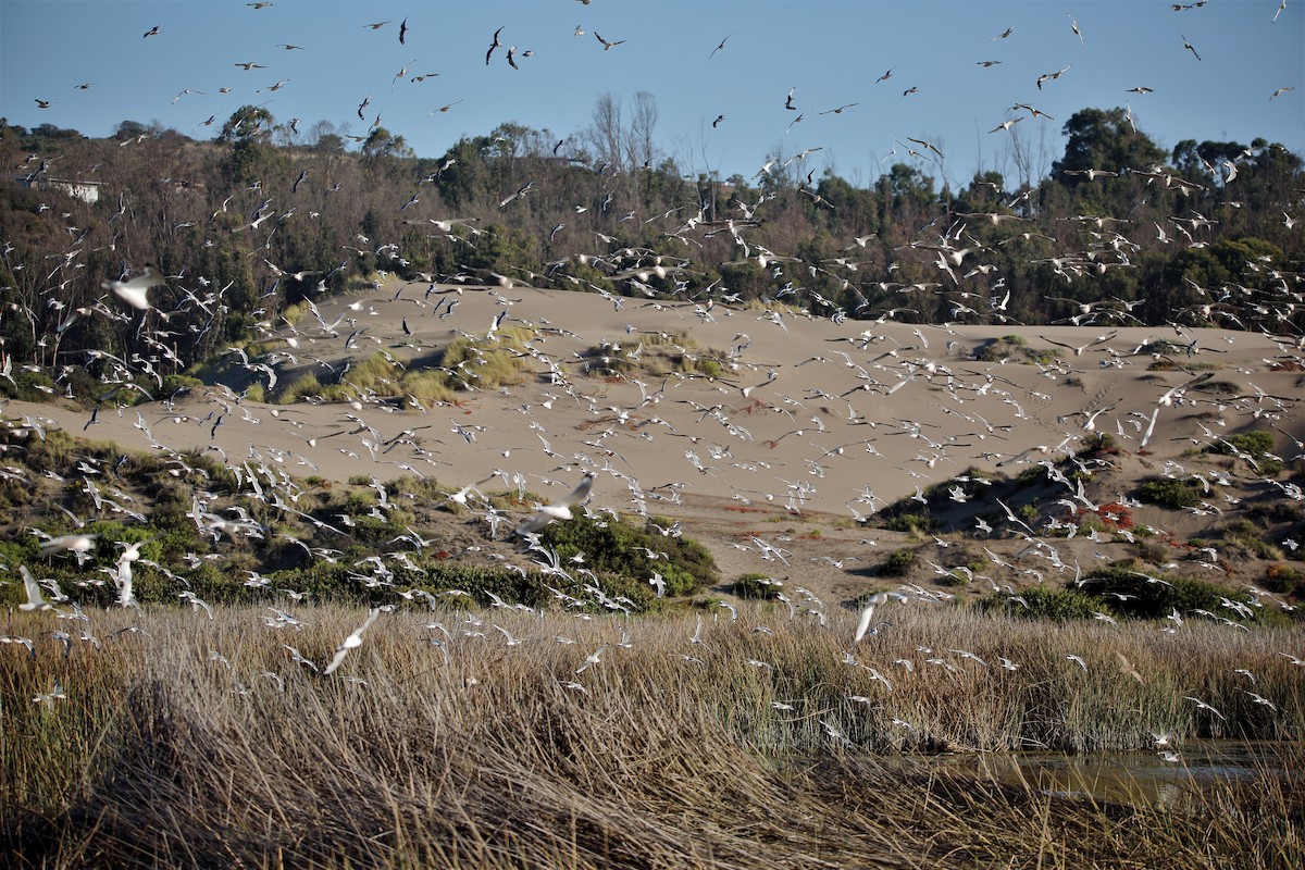 Franklin's Gull - ML527904731