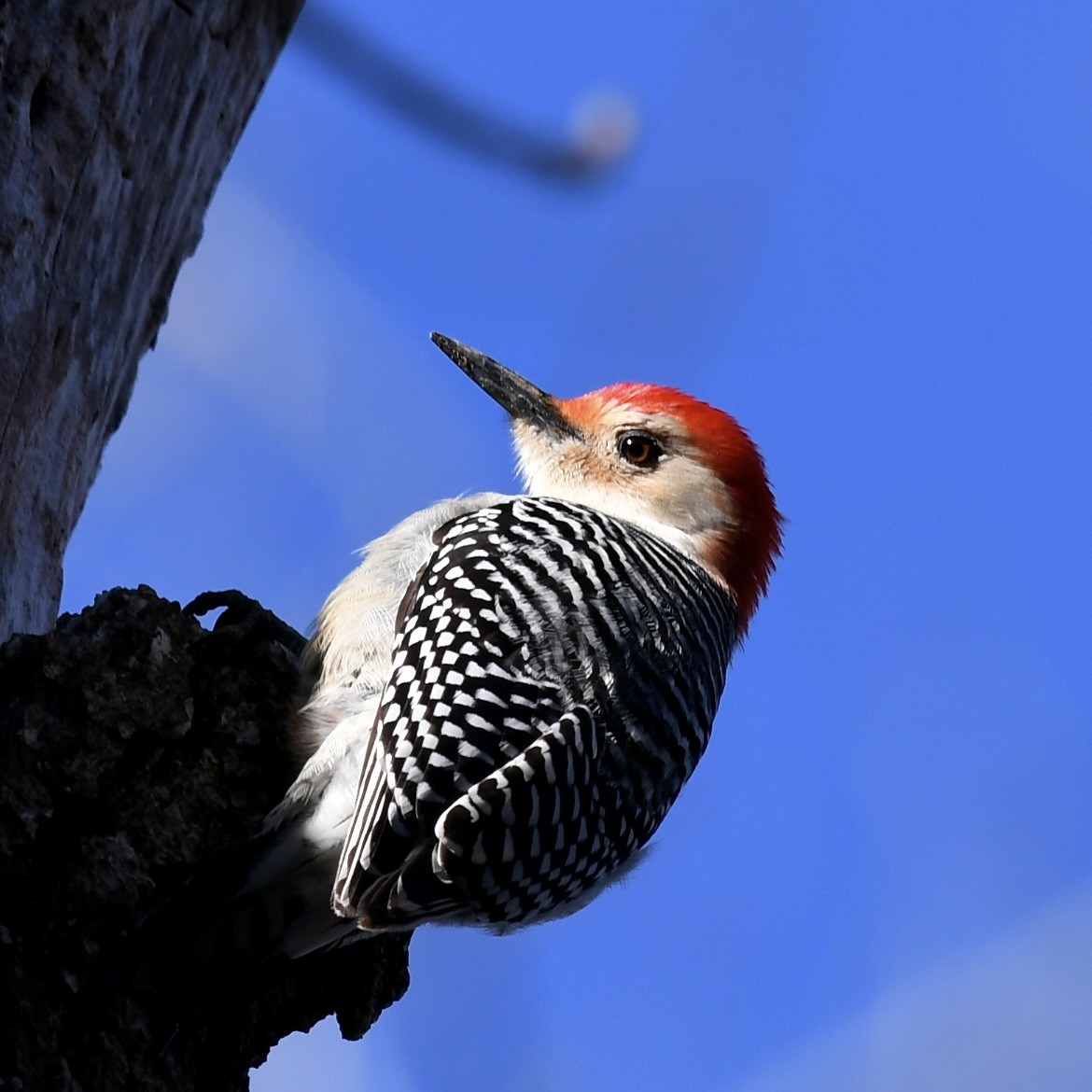 Red-bellied Woodpecker - ML527905151