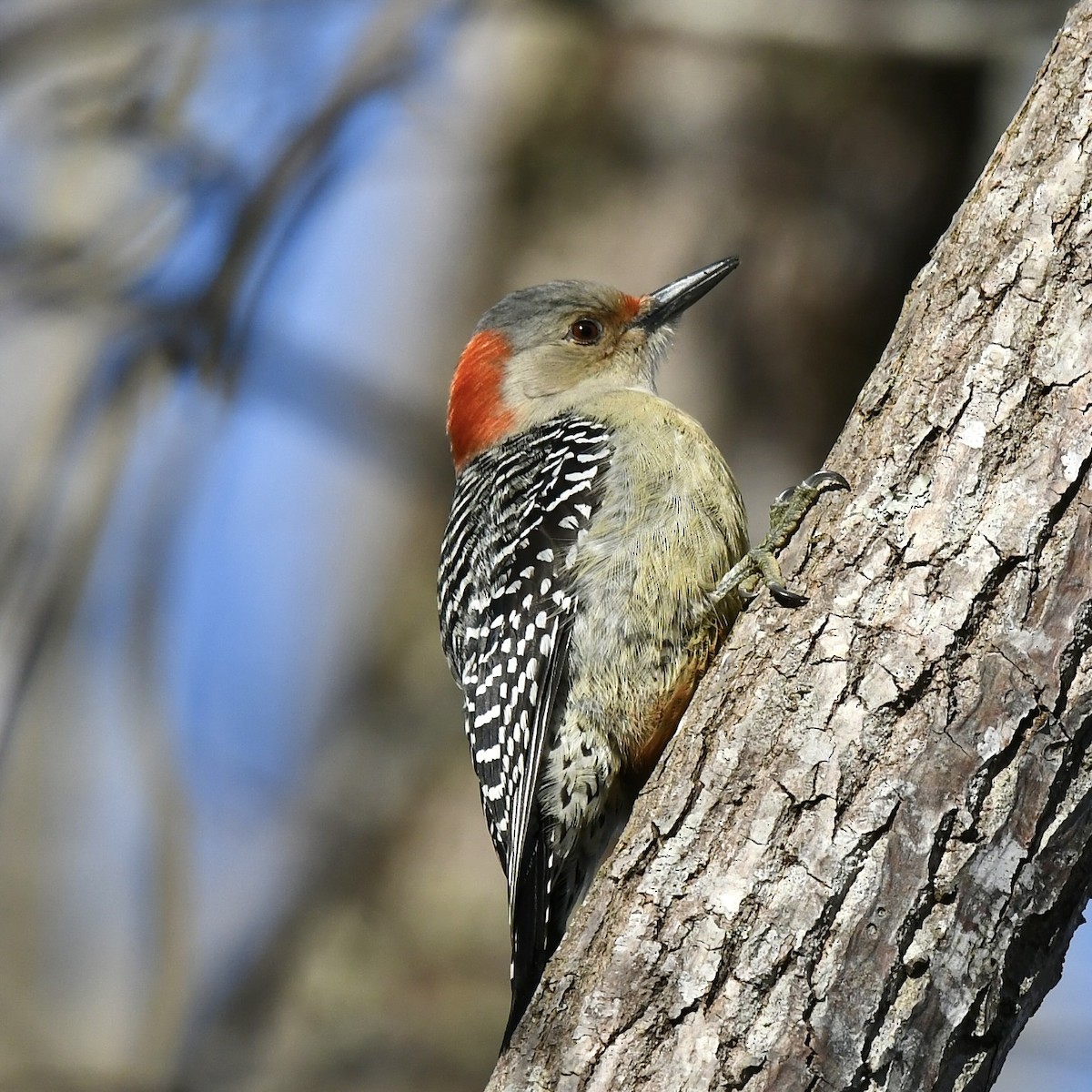 Red-bellied Woodpecker - ML527905301