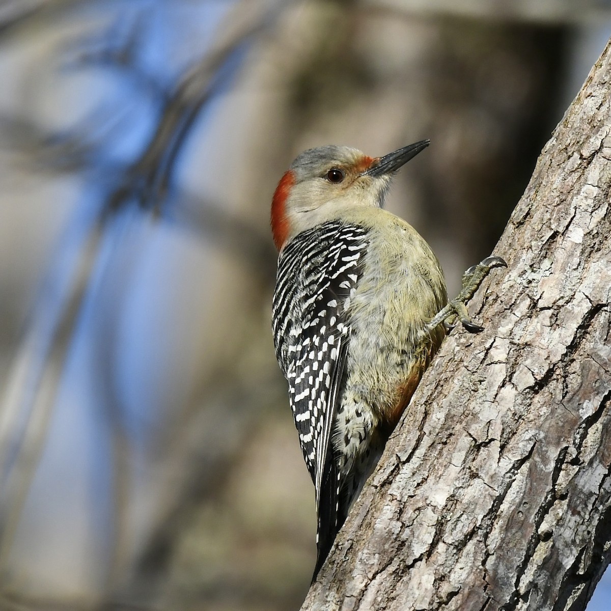 Red-bellied Woodpecker - ML527905441