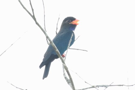 Dollarbird - ML527907471