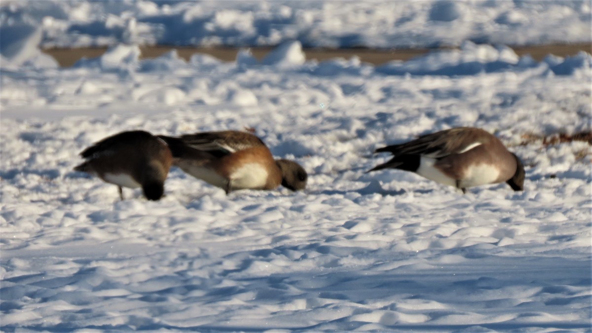 American Wigeon - ML527907741