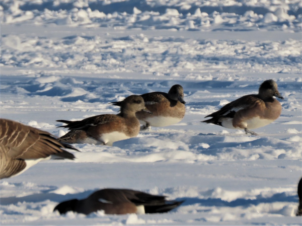 American Wigeon - ML527907791