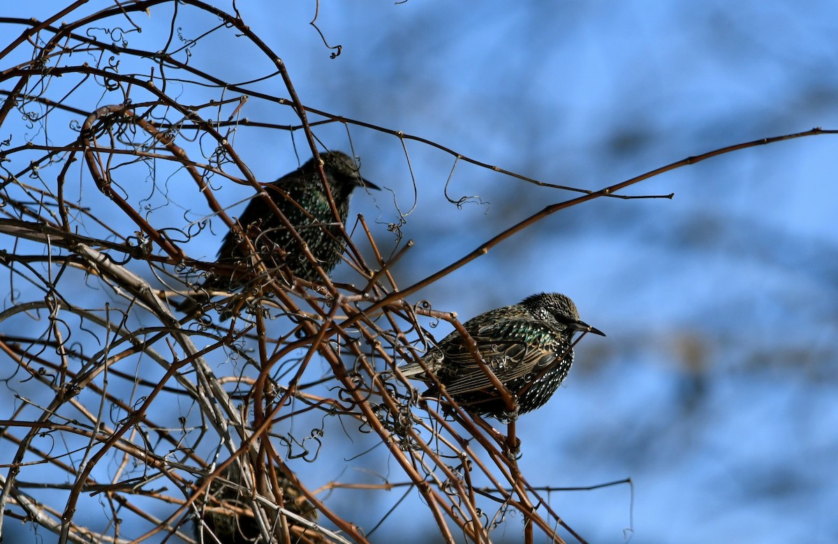 European Starling - ML527908661