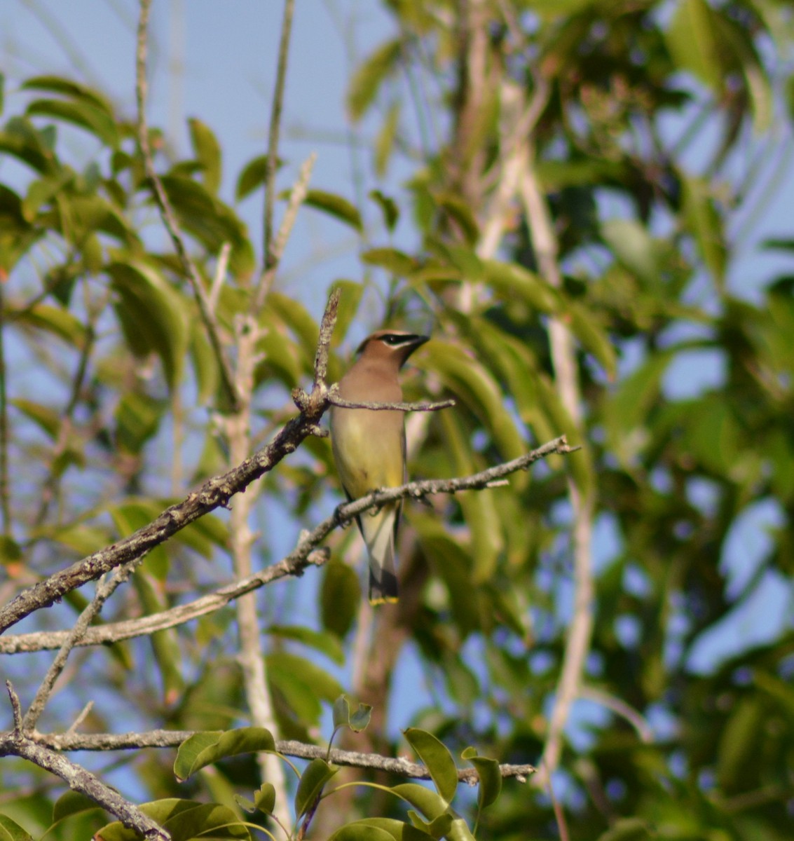 Cedar Waxwing - ML52790871