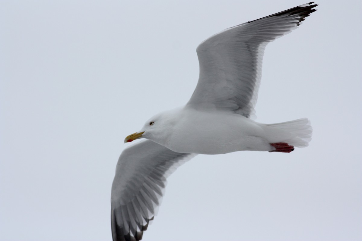 Herring Gull (American) - ML52790881