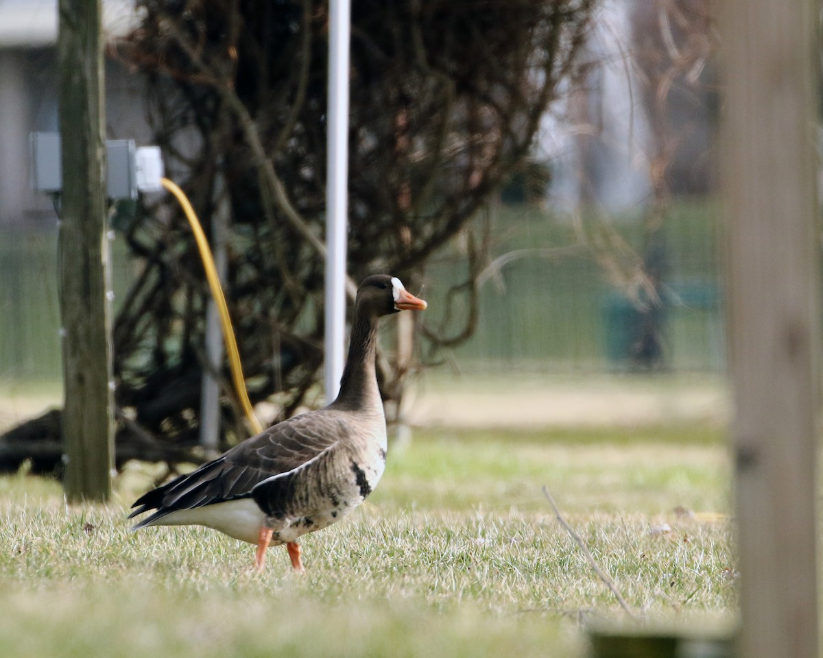 Greater White-fronted Goose - ML527909081