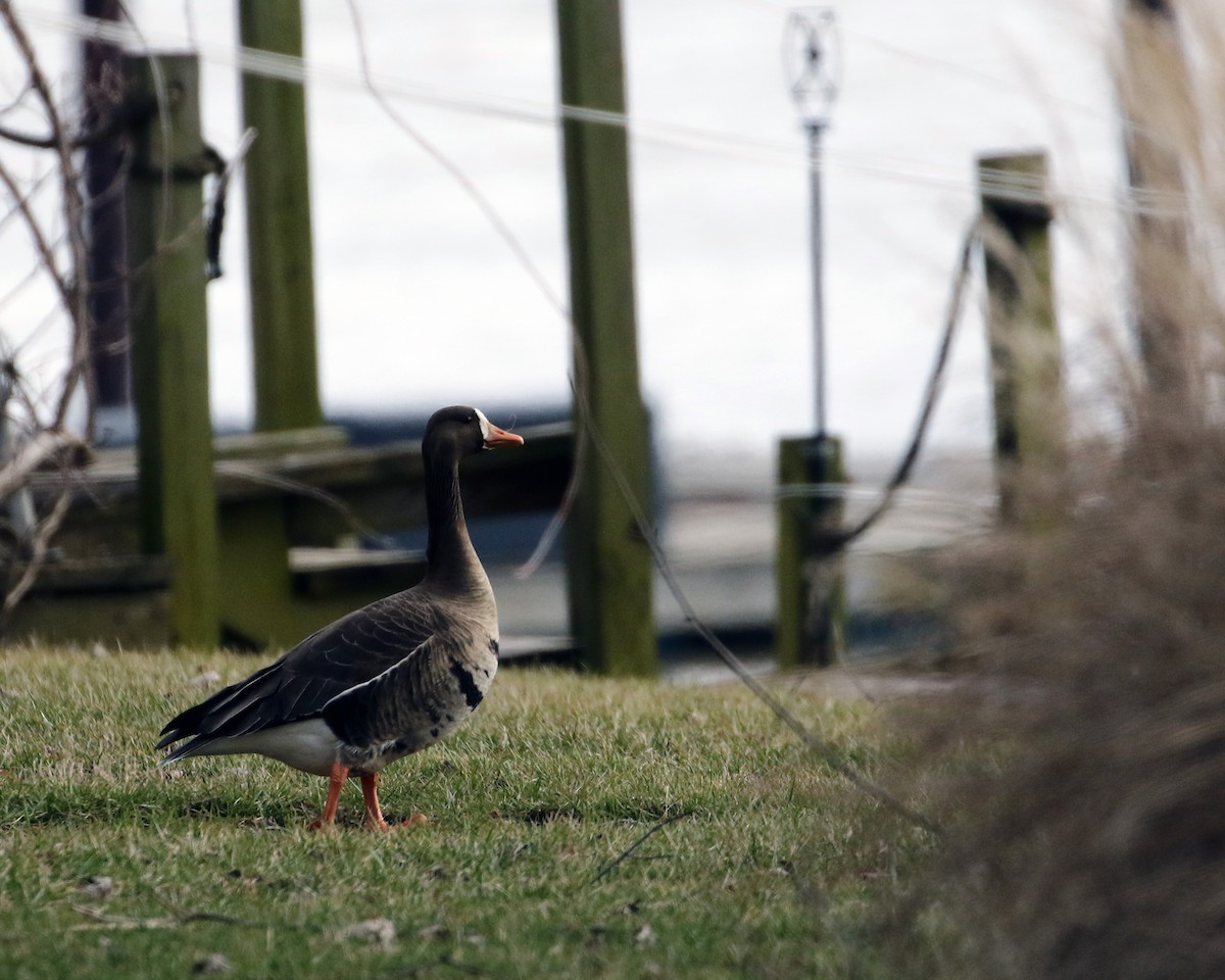 Greater White-fronted Goose - ML527909181