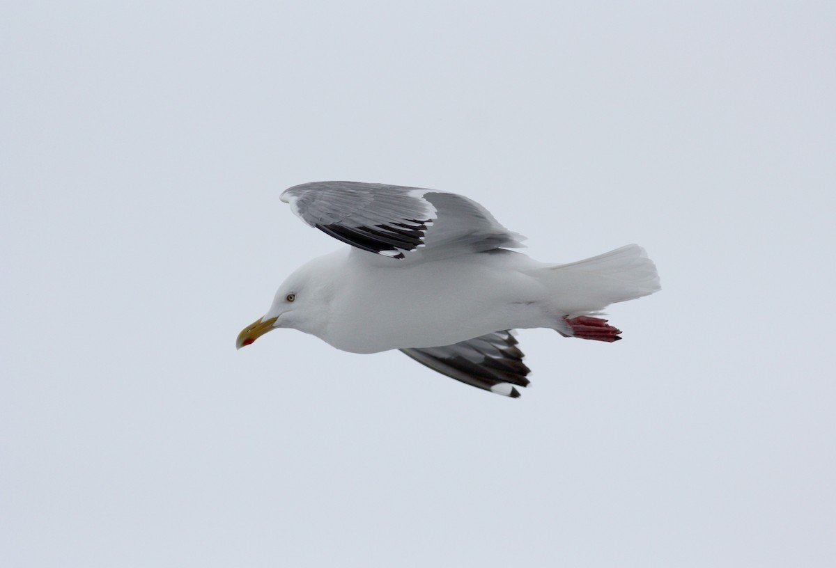 Herring Gull (American) - ML52790921