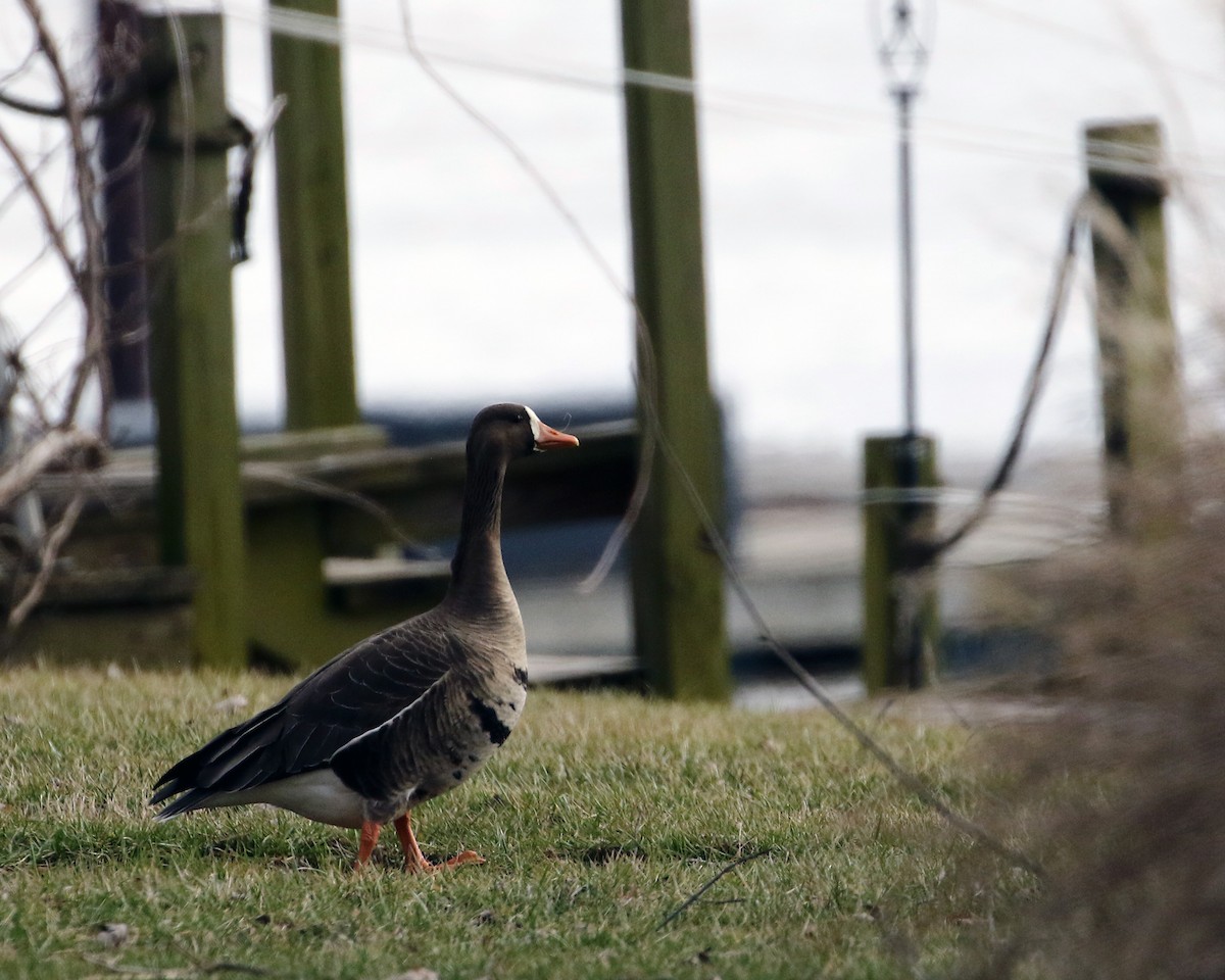 Greater White-fronted Goose - ML527909291