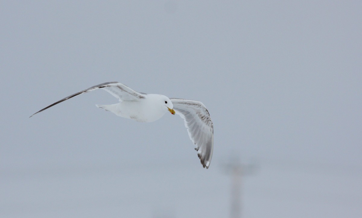 Iceland Gull (Thayer's) - ML52790971