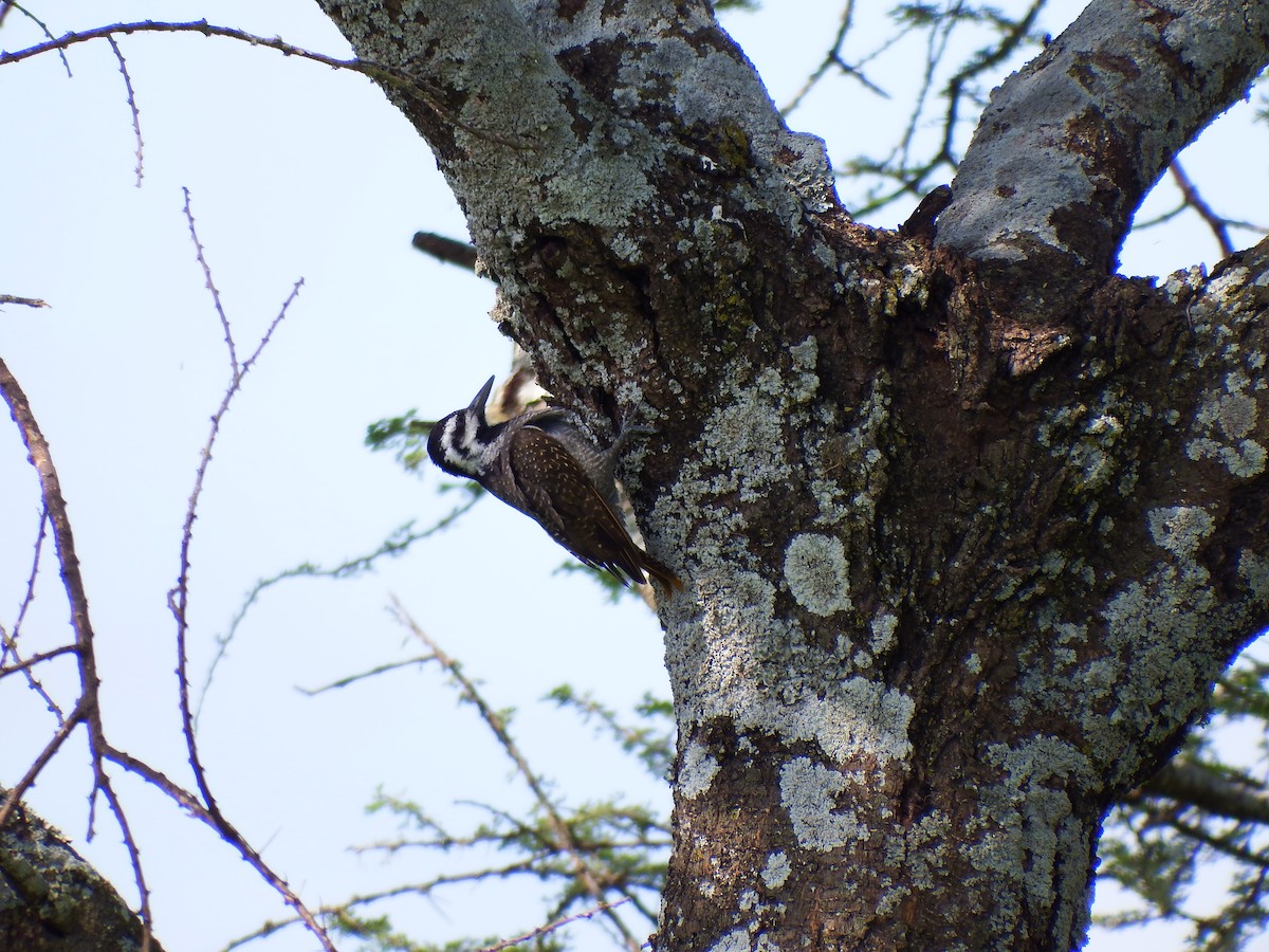 Bearded Woodpecker - ML527910141