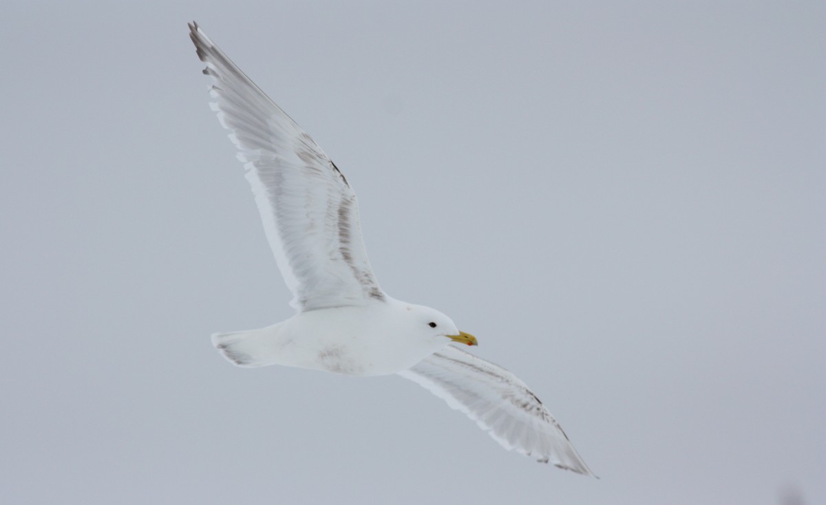 Iceland Gull (Thayer's) - ML52791031