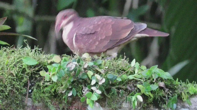 Colombe rouviolette - ML527910471