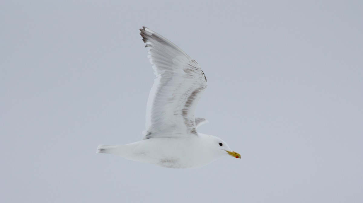 Iceland Gull (Thayer's) - ML52791051