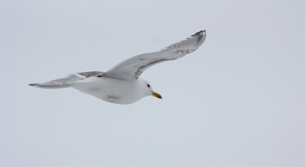 Iceland Gull (Thayer's) - ML52791081