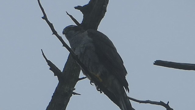 American Goshawk - ML527911031