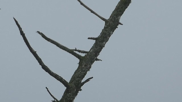 American Goshawk - ML527911051