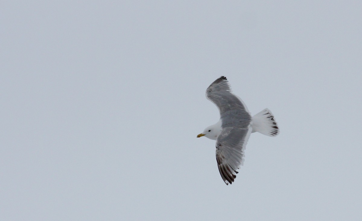 Iceland Gull (Thayer's) - ML52791121