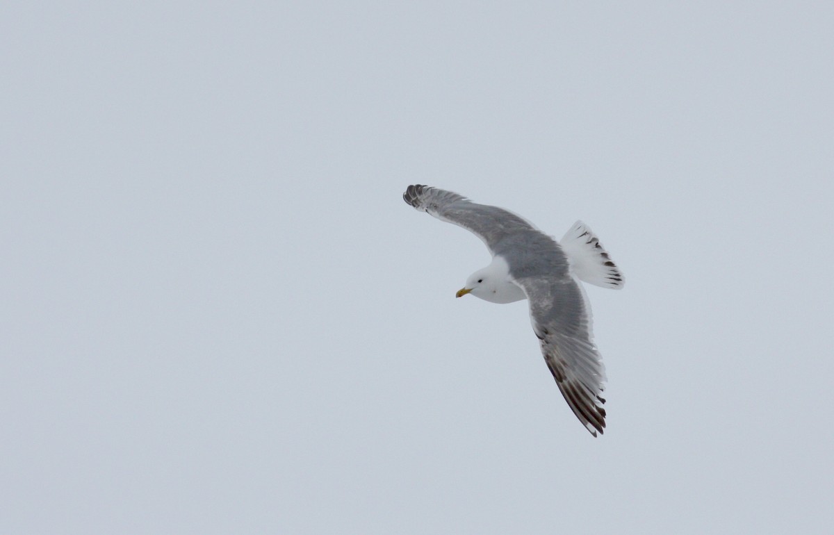 Iceland Gull (Thayer's) - ML52791141