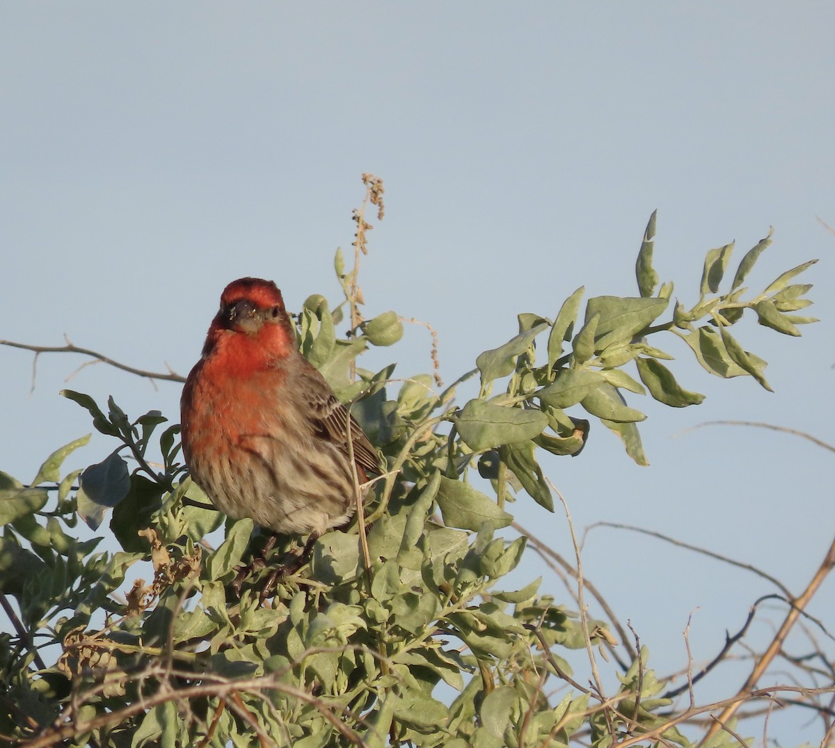 House Finch - ML527912391