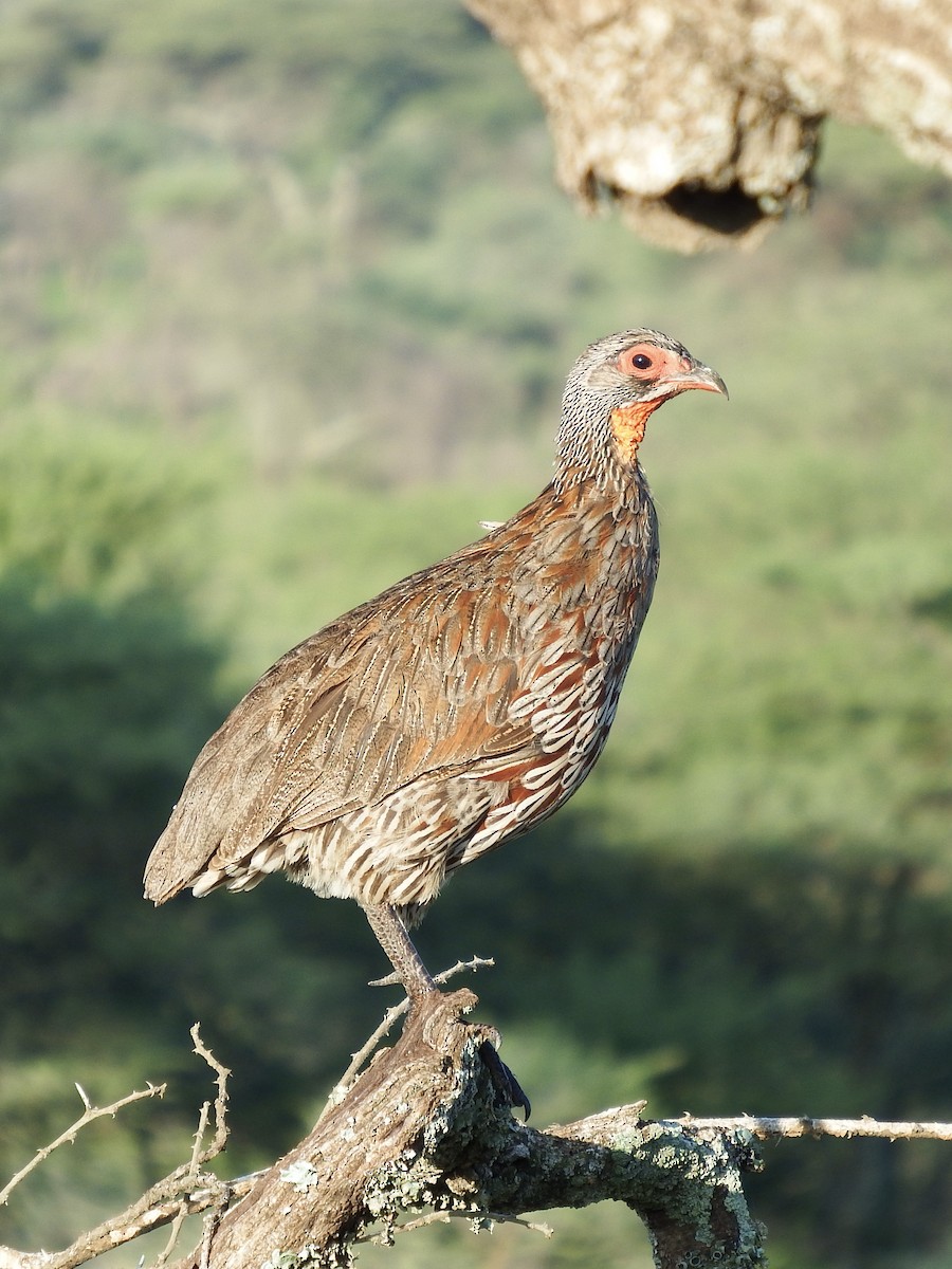 Francolin à poitrine grise - ML527913151