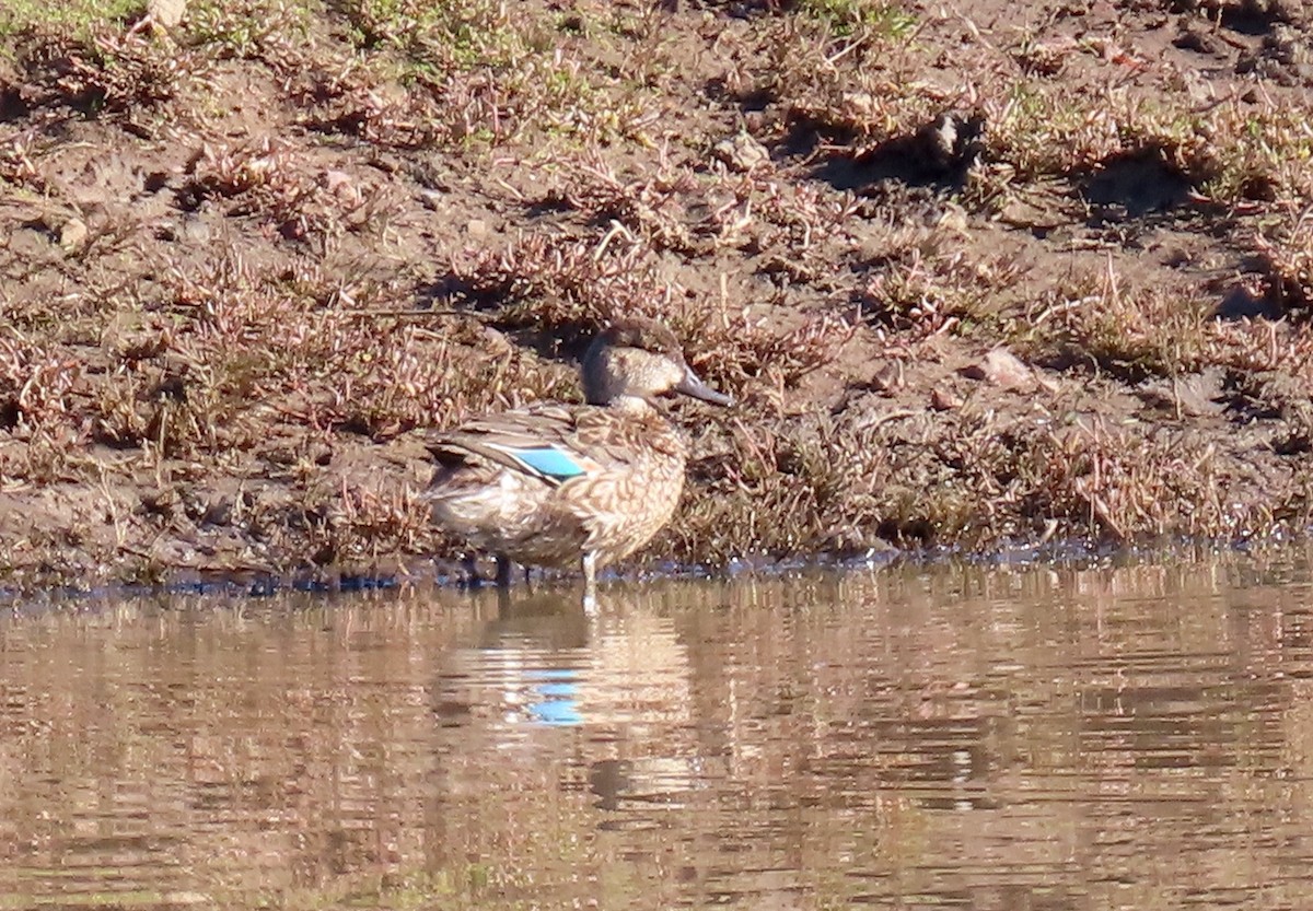 Green-winged Teal - ML527913221